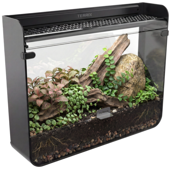 Terrix wall-mounted terrarium with a rainforest floor scape